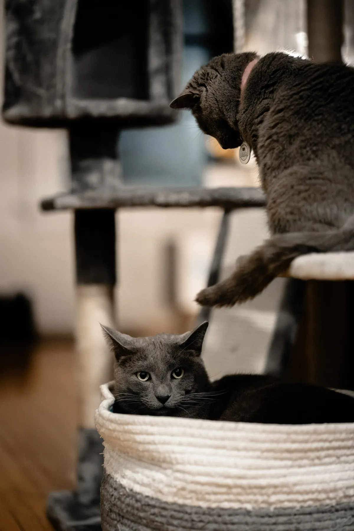 Two gray cats on a cat tree