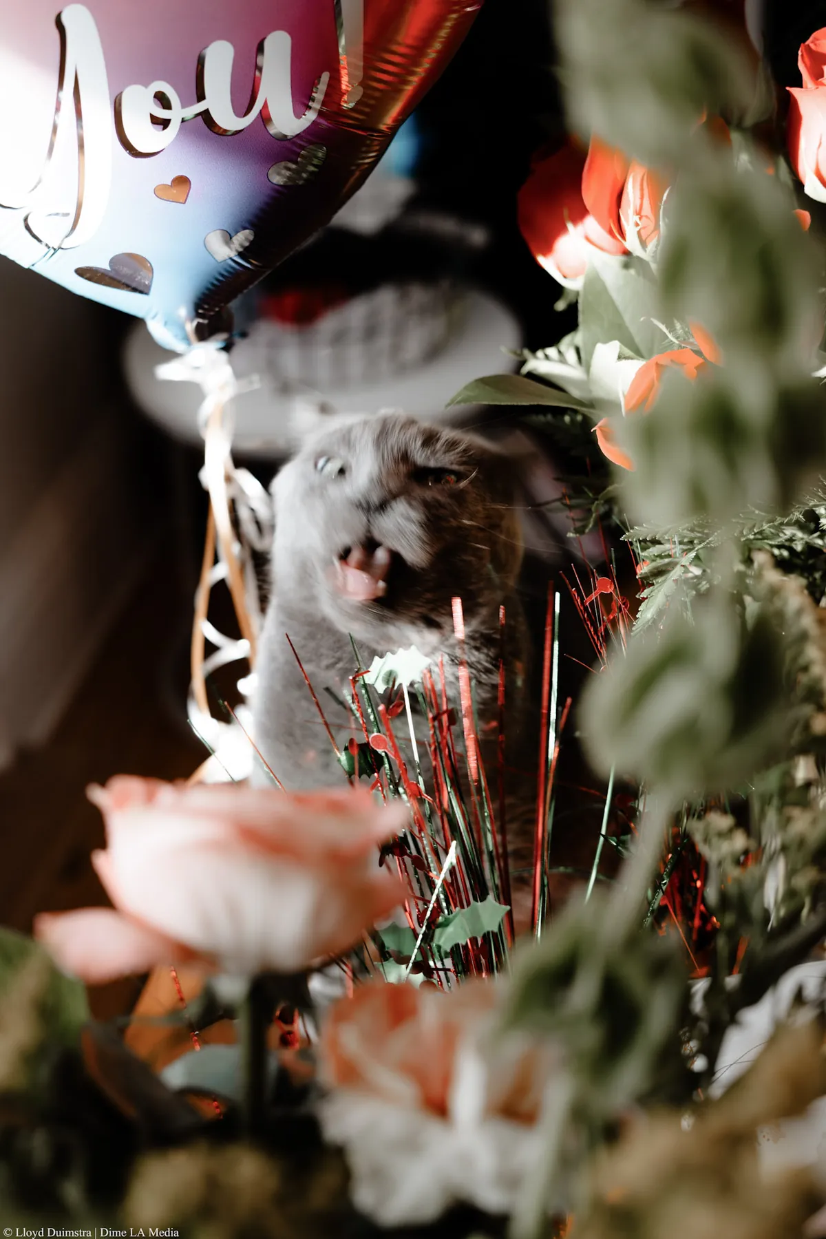 Gray cat hiding among birthday balloons and roses