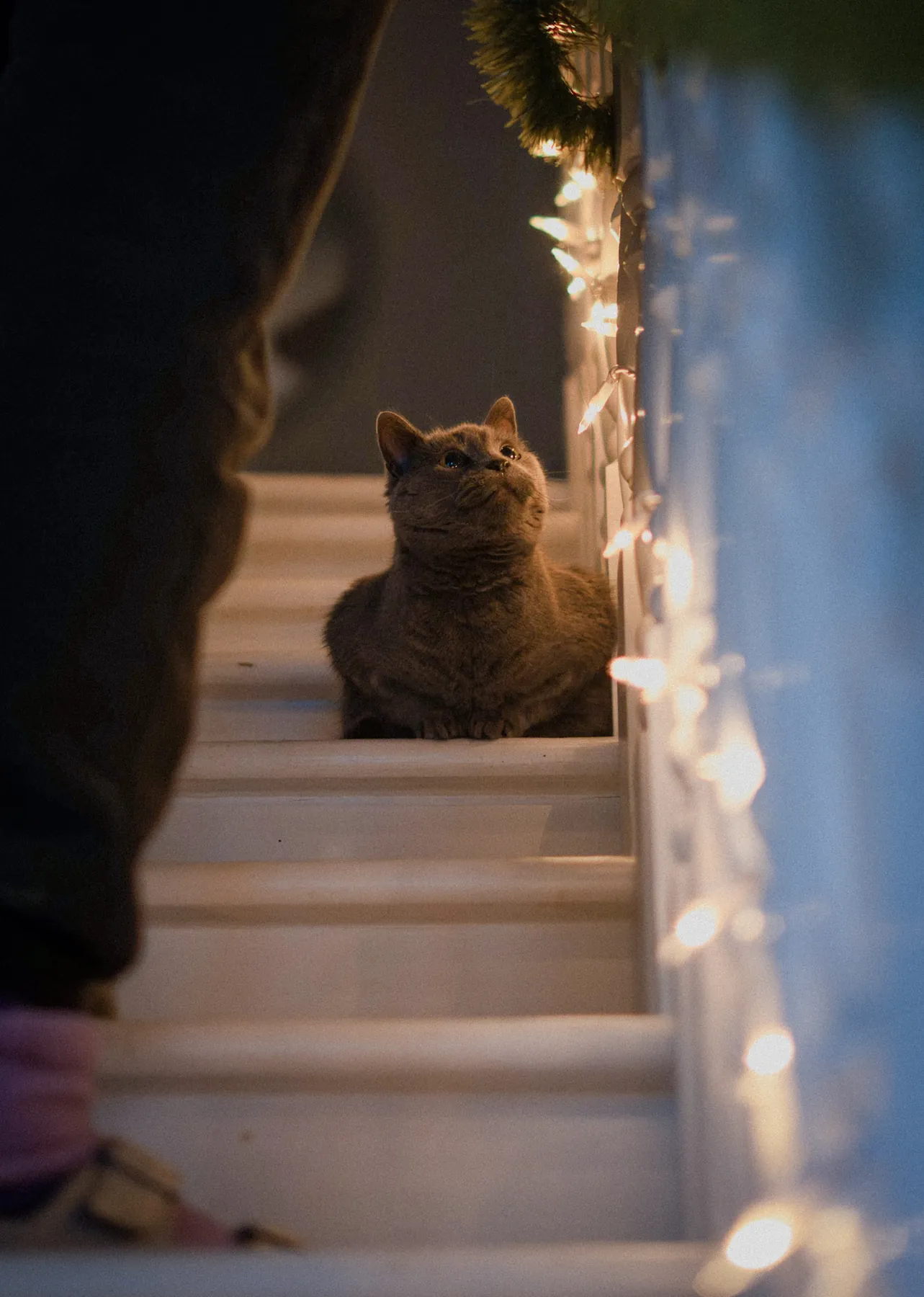 Cat sitting on the stairs beside glowing string lights