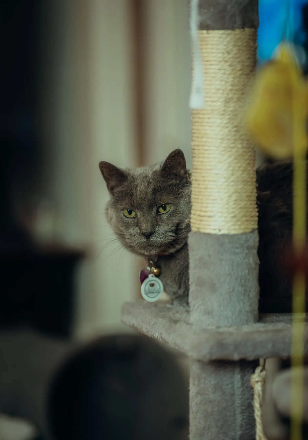 Portrait of a gray cat beside the scratching post