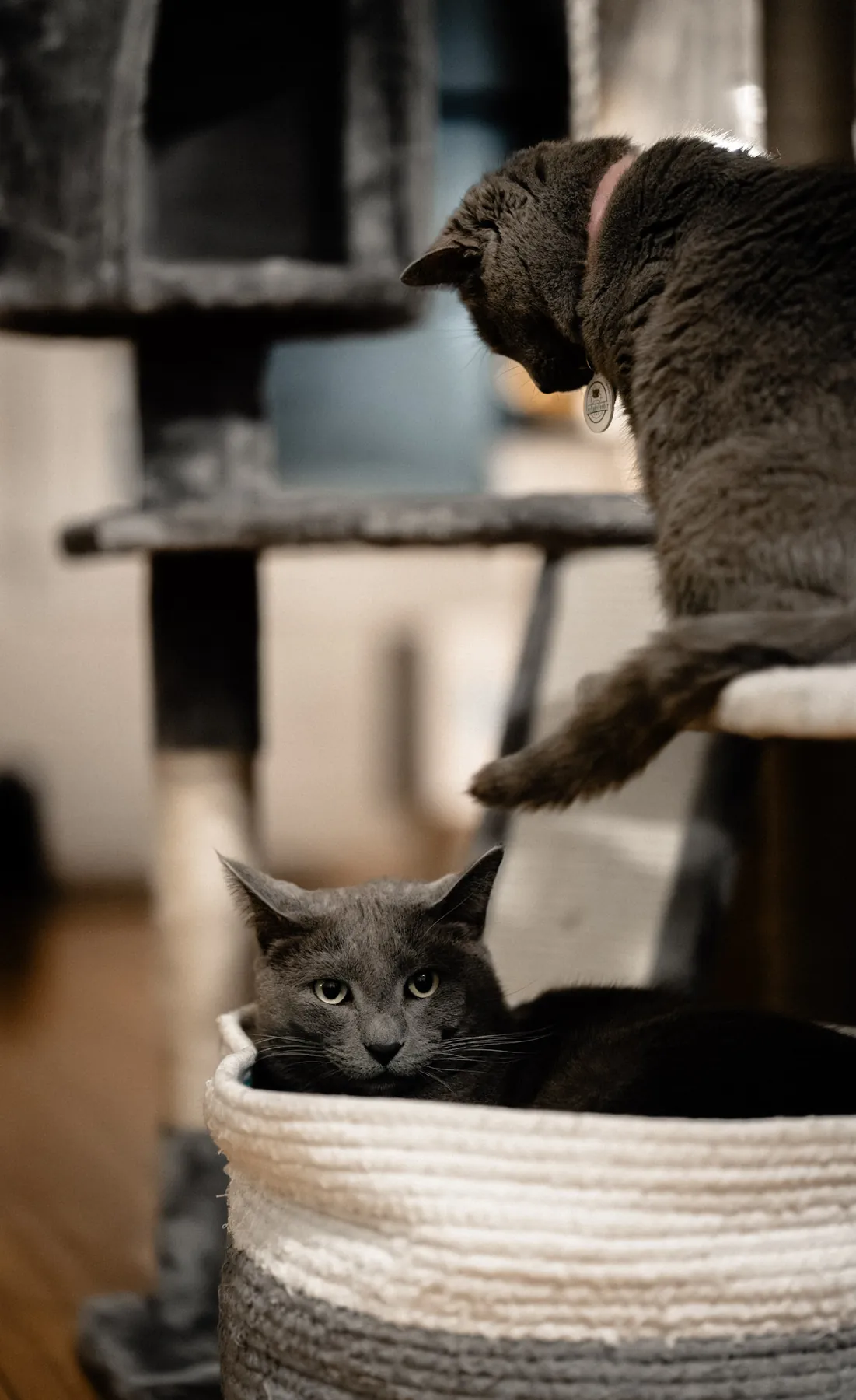Two gray cats sharing the cat tree and a basket