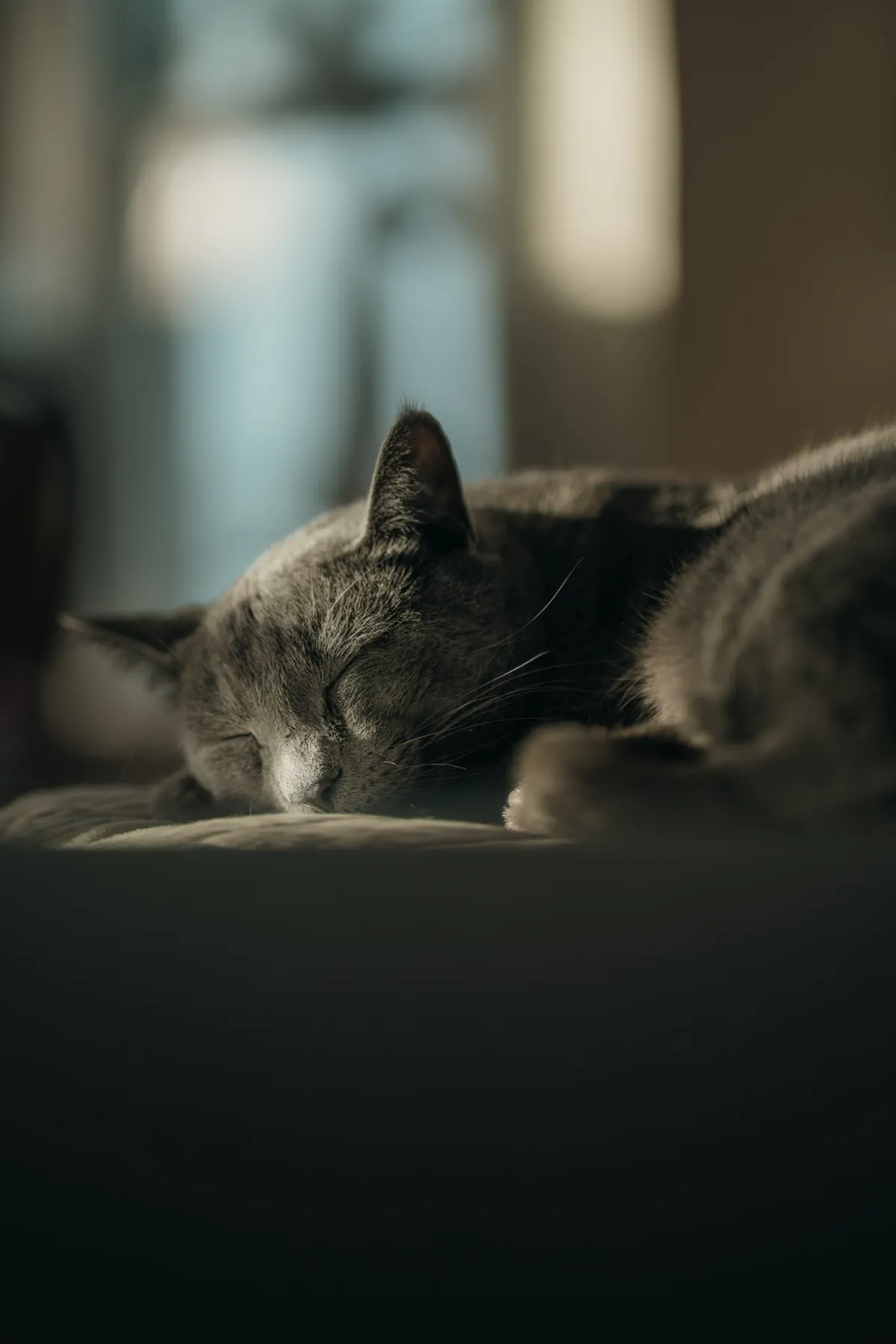 Gray cat asleep in a warm beam of sunlight