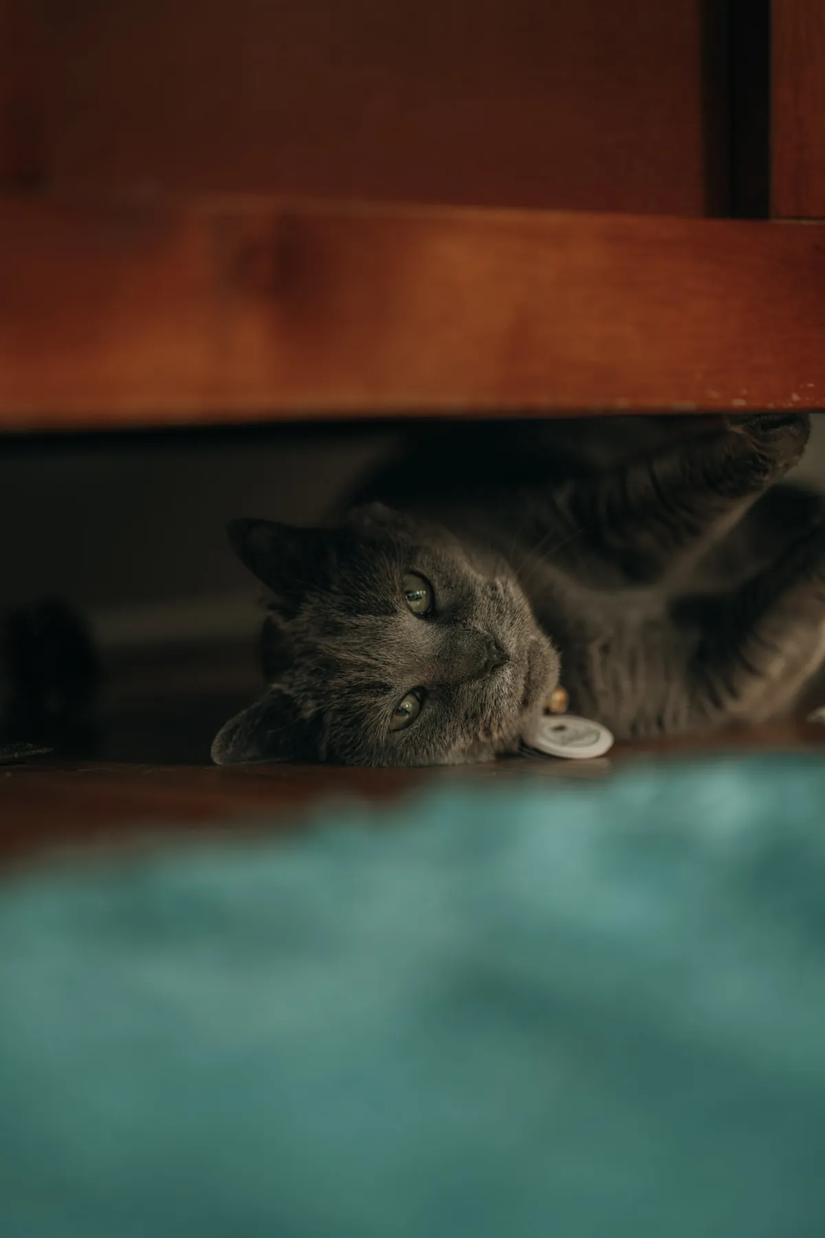 Cat resting on a teal blanket in soft light